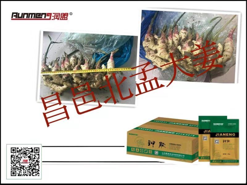 昌邑北孟大姜