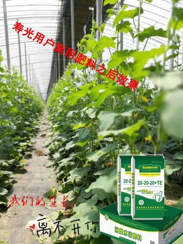 壽光用戶施用肥料效果