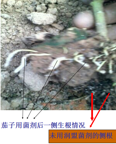 茄子生根比較