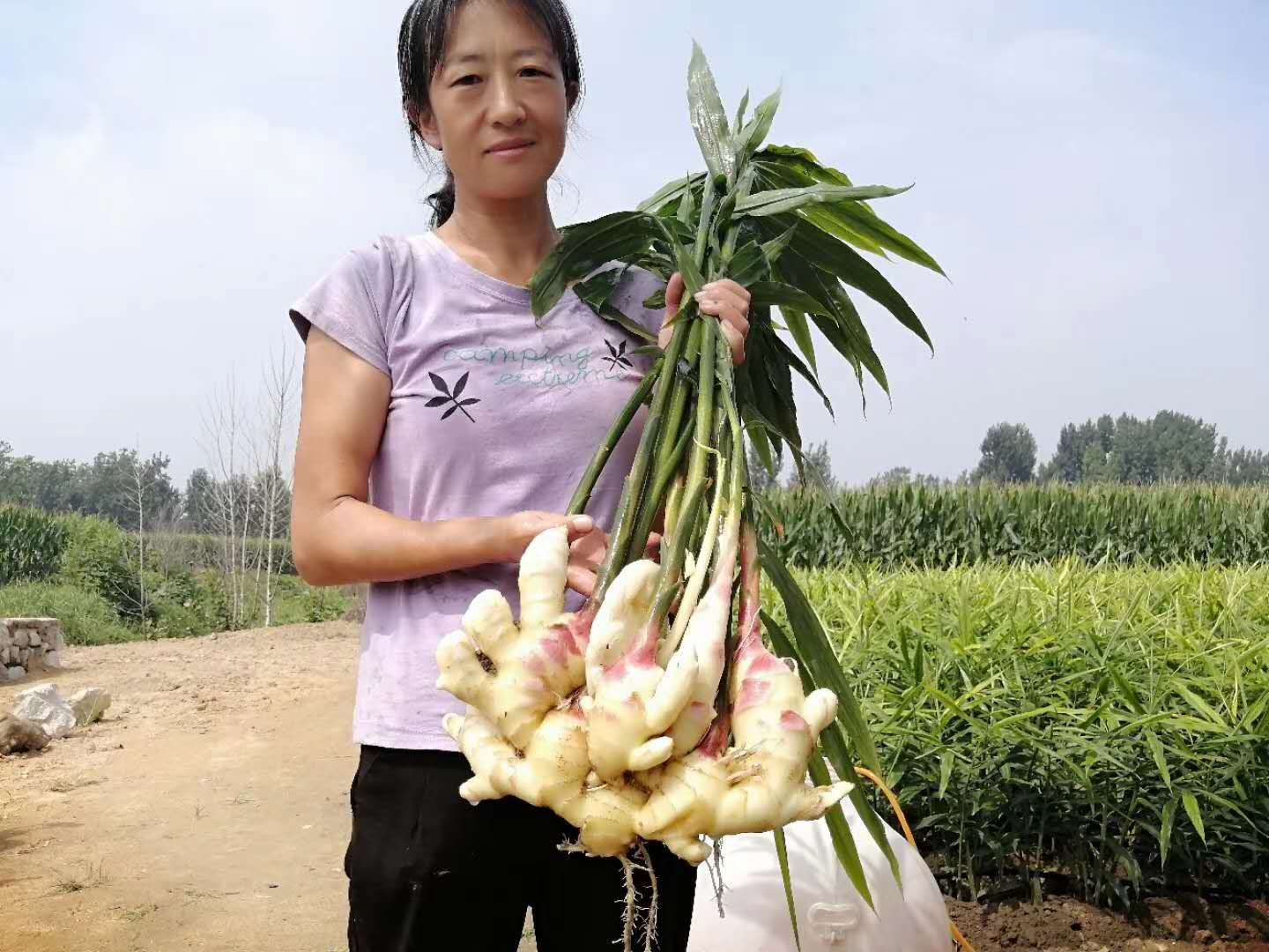 使用润盟套餐后的大姜